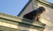 Up On The Woof: photos de chiens Hanging Out sur les toits