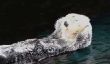 Propre Sea Otter Vous aurez jamais vu (vidéo)