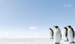 costume de pingouin - Instructions