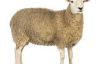 Soins des pieds pour les moutons - informatif