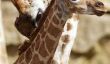 Zoo de Dublin demande de l'aide: Nom Cette Rare bébé girafe Rothschild!
