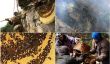 Les chasseurs de miel au Népal