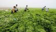 Plages chinois Une fois de plus frappé par l'invasion d'algues