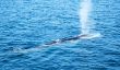 Vitesse de la baleine bleue - sachant à propos de sa vitesse de nage