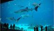 Top 10 des meilleurs aquariums du monde en 2014