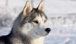 Noms de chien Husky - suggestions pour les noms nordiques