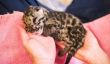 Alors maintenant, nous le savons, des quadruplés léopard nouveau-nés sont les créatures les plus mignons jamais