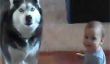 Alerte Vidéo Mignon: Husky sibérien Imitates bébé