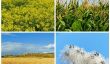 Mars contre Monsanto | Ce qu'il faut savoir sur les OGM dans les aliments