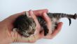 Mini Cat - les plus petites races de chats