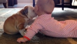 Bulldog Interceptions bébé Bisous - et ils ont tous deux voler nos coeurs