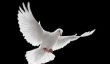 Dissuader les pigeons - si vous conduisez les fauteurs de troubles à plumes depuis votre balcon