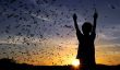 Austin Goes 'Batty' que 1,5 millions de chauves-souris du Mexique se réunissent pour célébrer sur les insectes sous le pont Congrès [Vidéo]