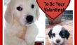 10 chiots qui veulent être votre Valentine!  (Photos)