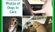 Road Trip!  Photos Adorable des chiens dans les voitures
