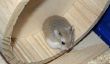 Acheter un hamster nain - Ce que vous devriez considérer cette