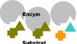 Les enzymes qui clivent spécifiquement substrat de protéines - explication compréhensible