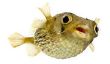 Gardez pufferfish aquarium artgerecht