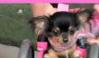 Bound Chihuahua fauteuil roulant est un énorme Bundle of Joy (Vidéo)