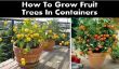 Comment faire pousser les arbres fruitiers dans des conteneurs