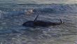 Baleines échouées trouvés près de la côte dans les Everglades en Floride
