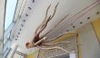 Calmar géant Trouvé En Espagne;  400-Pound, Créature 30 pieds de long a les yeux massives