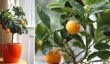 Comment faire pousser un arbre Clementine dans votre maison