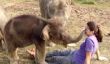 L'incroyable histoire derrière cet éléphant bébé virale vidéo