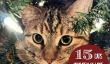 15 chats qui ont vraiment de l'Amour Arbres de Noël