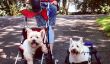 A Celebration Of Bipedal chiens, qui sont acing Life With Wheels