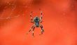 Araignées venimeuses - de sorte que vous les reconnaître en Australie