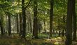 Le prix des terres pour la forêt - donc vous devez attendre dans Allemagne de l'Est