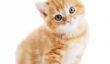 Top Noms de 2012 Kitten: Avez votre chat faire la coupe?