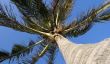Palm Islande Dubaï - des informations intéressantes sur l'île