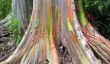 Arc en ciel Eucalyptus-le plus coloré Arbre sur Terre