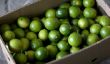 Pénurie de Limes aggravée par le Mexique cartel de la drogue: les prix de Cher fruits Soar, Restaurants Passez à préemballés jus de lime