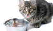 Détecter et traiter les problèmes d'estomac chez les chats - comment cela fonctionne: