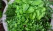 Cuisine Herb jardinage: 5 meilleures plantes à croître pendant printemps