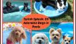 Splish Splash: 20 chiens adorables dans Piscines