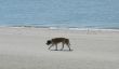 Dans Dangast à la plage de chien - que vous devriez être au courant