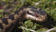 Serpents allemands - En savoir plus