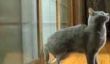 Intelligent Cat Knocks sur une porte: Must See Vidéo