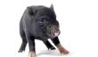 La protection des porcs miniatures humanité - comment cela fonctionne: