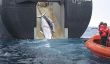 Japon Gouvernement défend des raisons culturelles pour baleinière recherche: Programme des revendications Australie, un Front pour la chasse à la baleine commerciale