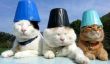 Il ya une chaîne YouTube entière de Zen Cats et il est impressionnant