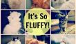 Il est donc Fluffy!  17 chats qui ont beaucoup de fourrure