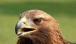 Espèces aigle en Allemagne - de sorte que vous reconnaître les différents oiseaux