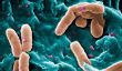 Top 10 des infections bactériennes les plus dangereuses