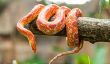 Les serpents de maïs sont toxiques?