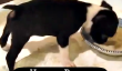 Puppy adorable et Hungry Flips pour le petit déjeuner (Vidéo)